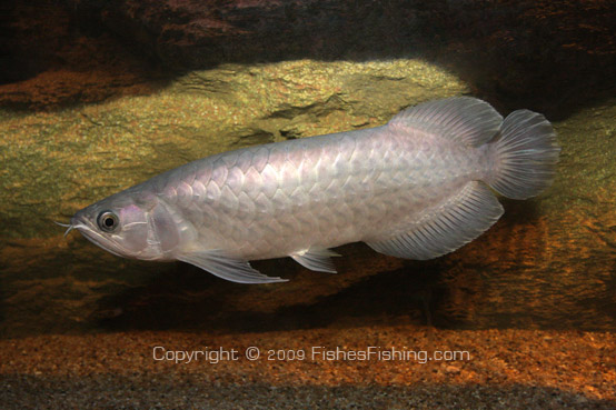 ตัวต่อไปนะครับ ตะพัด

ปลาตะพัด(Bonytongue fish)เป็นปลาน้ำจืดพื้นบ้านโบราณของไทยที่ใกล็ศูนย์พันธุ์อ