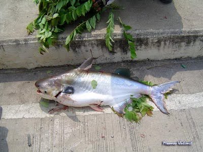 ตัวต่อมานะครับ เทโพ

ปลาเทโพ(black ear catfish)เป็นปลาตละกูลสวายที่กินเนื้อเป็นอาหาร อาหารตามธรรมช