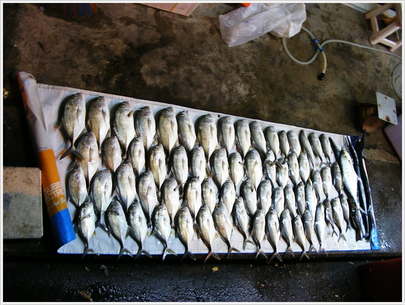 
[center]ผลงานปลารวมสองลำออกเช้าเข้าฝั่งเย็น กระมง 60 กว่าตัว สีเสียด 4 ตัว สากดำ 1 ตัว กุดสลาด 1 เ