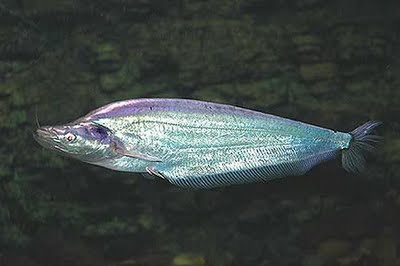 ตัวต่อมานะครับ น้ำเงิน

ปลาน้ำเงิน(Common sheatfish)เป็นปลาที่แทบจะลอกแบบมาจากปลาเนื้ออ่อน แต่ต่าง