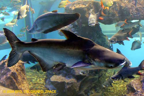 ตัวต่อมานะครับ บึก

ปลาบึก(Mekong giant catfish)เป็นหนึ่งในปลาน้ำจืดที่ใหญ่ที่สุดในโลก โดยมีความยา