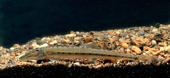 ตัวต่อมานะครับ รากกล้วย

ปลารากกล้วย(Horseface loach)เป็นปลาขนาดเล็ก อาหารตามธรรมชาติคือ หนอนน้ำแล