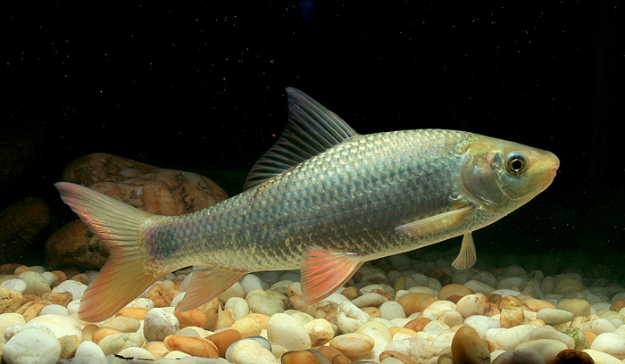ตัวต่อมานะครับ สร้อย

ปลาสร้อย(Jullien`s mud carp)เป็นปลาที่ขึ้นชื่อมากว่า หากเอามาหมักเกลือเพื่อท