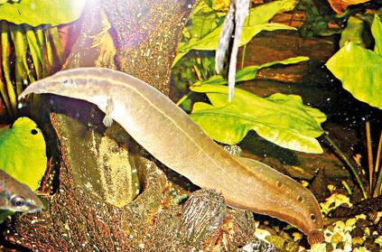 ตัวต่อมานะครับ หลด

ปลาหลด(Spotted spiy eel)เป็นปลาตละกูลปลากระทิงขนาดเล็ก อาหารตามธรรมชาติคือ หนอ