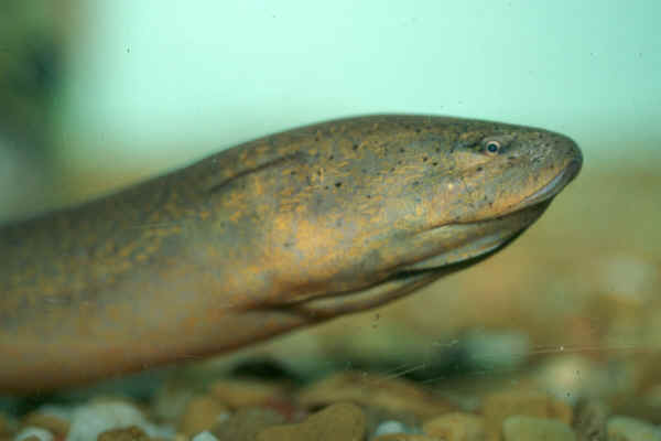 ปลาตัวสุดท้ายครับ ไหล

ปลาไหล(Swamp eel)เป็นปลาที่มี2เพศในตัวเดียวคือเมื่อยังมีขนาดเล็กน้ำหนักไม่เ