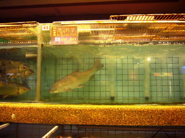 ตัวนี้แพงที่สุดครับ คล้ายๆ ปลาเวียน หรือ ปลาพลวงนี่แหละครับ โลละ 4880