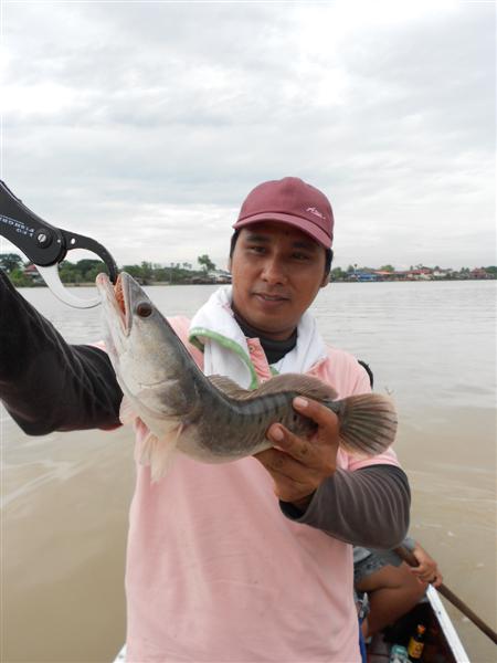 ชะโดรุ่นที่หลงกล Rapala Shad Rap  :grin: