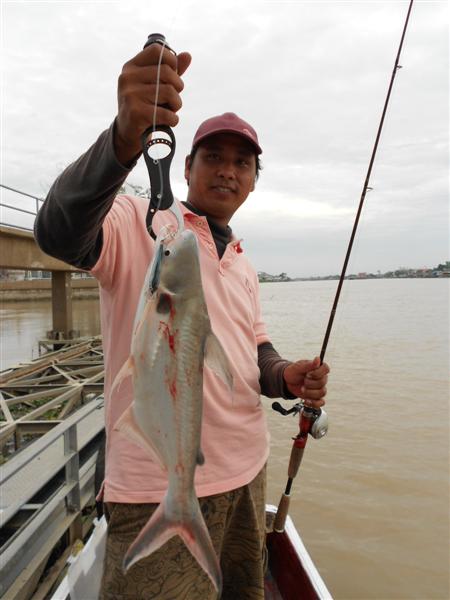 เสี่ยปลาบอกปลาเทโพก็ยังหลงกลRapala Shad Rap  :cool: