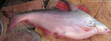ปลาสวายหนู เป็นชื่อปลาน้ำจืดชนิดหนึ่ง มีชื่อวิทยาศาสตร์ว่า Helicophagus waandersii อยู่ในวงศ์ปลาสวาย