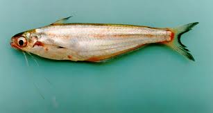 ปลาสังกะวาด  เป็นชื่อปลาน้ำจืดชนิดหนึ่งมีชื่อวิทยาศาสตร์ว่า Pseudolais pleurotaenia อยู่ในวงศ์ปลาสวา