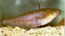 ปลาชะโอน (อังกฤษ: Butter catfish, One-spot glass catfish) เป็นชื่อปลาน้ำจืดชนิดหนึ่ง มีชื่อวิทยาศาสต