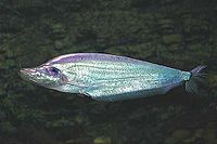 ปลาน้ำเงิน (ญี่ปุ่น: コモンシート) เป็นปลาน้ำจืดชนิดหนึ่ง มีชื่อ