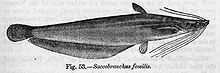 ปลาจีด (อังกฤษ: Stinger catfish, Heteropneustid catfish) เป็นวงศ์ของปลาน้ำจืดในอันดับปลาหนังจำพวกหนึ