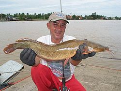 ปลาดุกอุย หรือ ปลาอั้วะชื้อ ในภาษาแต้จิ๋ว (อังกฤษ: Broadhead catfish, Günther's walking catfis