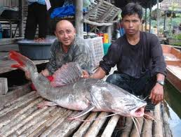 ปลากดคัง (อังกฤษ: Asian Redtail Catfish) ปลาน้ำจืดชนิดหนึ่ง มีชื่อวิทยาศาสตร์ว่า มีชื่อวิทยาศาสตร์ว่