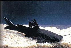 ปลากดดำ หรือ ปลากดหม้อ (อังกฤษ: Crystal eye catfish, Black diamond catfish) ปลาน้ำจืดไม่มีเกล็ดชนิดห