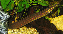 ปลากระทิงไฟ (อังกฤษ: Fire spiny eel) ปลาน้ำจืดพื้นเมืองของไทยชนิดหนึ่ง มีชื่อวิทยาศาสตร์ว่า Mastacem