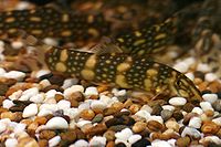 ปลาหมูลายเมฆ (อังกฤษ: Cloud-pattern loach, Polkadot botia) ป