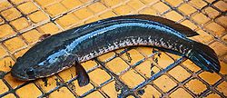 มาเริ่มที่ปลาหัวงู หรือ Snackhead กันก่อนนะคับ

ปลาช่อน (อังกฤษ: Common snakehead, Chevron snakehe