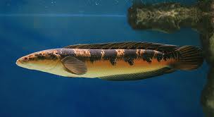 ปลาช่อนข้าหลวง (อังกฤษ: Emperor snakehead) เป็นช