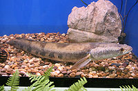 ปลาช่อนงูเห่า เป็นปลาน้ำจืดชนิดหนึ่ง มีชื่อวิทยาศาสตร์ว่า Channa aurolineatus จัดอยู่ในวงศ์ปลาช่อน (