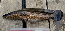 ปลากระสง (อังกฤษ: Blotched snakehead, Forest snakehead) เป็นป