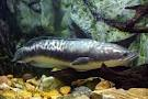 สุดท้ายพี่ใหญ่ใน ตระกูลนี้คับ
ปลาชะโด (อังกฤษ: Great snakehead, Giant snakehead) เป็นชื่อปลาน้ำจืดข