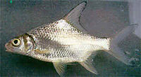 ปลากระมัง เป็นชื่อปลาน้ำจืดชนิดหนึ่ง มีชื่อวิทยาศาสตร์ว่า Puntioplites proctozysron อยู่ในวงศ์ปลาตะเ