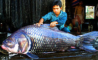ปลากระโห้ (อังกฤษ: Siamese giant carp, Giant barb) เป็นปลาน้ำจืดขนาดใหญ่ชนิดหนึ่ง จัดเป็นปลาในวงศ์ปล
