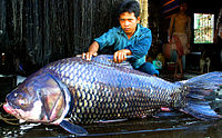 ปลากระโห้ (อังกฤษ: Siamese giant carp, Giant barb) เป็นปล