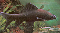 ปลากาดำ เป็นชื่อของปลาน้ำจืดชนิดหนึ่ง มีชื่อวิทยาศาสตร์ว่า Labeo chrysophekadion อยู่ในวงศ์ปลาตะเพีย