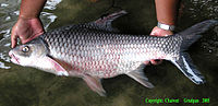 ปลาตะกาก เป็นปลาน้ำจืดชนิดหนึ่ง มีชื่อวิทยาศาสตร์ว่า Cosmochilus harmandi อยู่ในวงศ์ปลาตะเพียน (Cypr