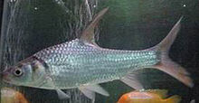 ปลาตะโกก (อังกฤษ: Soldier river barb) เป็นชื่อปลาน้ำจืดชนิดหนึ่ง มีชื่อวิทยาศาสตร์ว่า Cyclocheilicht