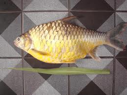 ปลาตะพาก เป็นชื่อสามัญในภาษาไทยที่เรียกปลาน้ำจืดในวงศ์ปลาตะเพียน (Cyprinidae) สกุล Hypsibarbus (/ฮีพ