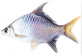 ปลาตะเพียน (อังกฤษ: Java barb, Silver barb) เป็นชื่อปลาน้ำจืดชนิดหนึ่ง มีชื่อวิทยาศาสตร์ว่า Barbonym