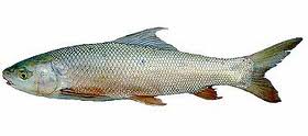 ปลานวลจันทร์ เป็นชื่อปลาน้ำจืดชนิดหนึ่ง มีชื่อวิทยาศาสตร์ว่า Cirrhinus microlepis อยู่ในวงศ์ปลาตะเพี