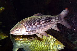 ปลาบ้า (อังกฤษ: Mad carp, Sultan fish) เป็นชื่อปลาน้ำจืดชนิดหนึ่ง มีชื่อวิทยาศาสตร์ว่า Leptobarbus h