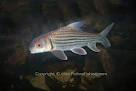 สกุลปลายี่สก หรือ สกุลปลาเอิน (ชื่อวิทยาศาสตร์: Probarbus, อังกฤษ: Striped barb) เป็นชื่อสกุลปลาน้ำจ