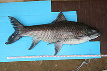 ปลาบัว เป็นชื่อปลาน้ำจืดชนิดหนึ่ง มีชื่อวิทยาศาสตร์ว่า Labeo dyocheilus อยู่ในวงศ์ปลาตะเพียน (Cyprin