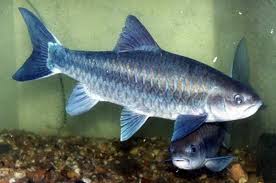 ปลาพลวง (อังกฤษ: Mahseer barb) เป็นชื่อปลาน้ำจืดชนิดหนึ่ง มีชื่อวิทยาศาสตร์ว่า Neolissochilus strach