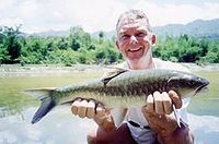 ปลาเวียน (อังกฤษ: Thai Mahseer, Greater Brook Carp) เป็นชื