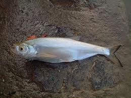 สกุลปลาแปบควาย (ชื่อวิทยาศาสตร์: Paralaubuca) เป็นชื่อสกุลของปลาน้ำจืดจำพวกหนึ่งชนิด อยู่ในวงศ์ปลาตะ