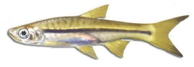 ปลาซิว (อังกฤษ: Minnow) เป็นชื่อสามัญในภาษาไทยที่เรียกปลาน้ำจืดขนาดเล็กหลายชนิด ในหลายสกุล ในวงศ์ปลา