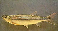 ปลาซิวอ้าว (อังกฤษ: Apollo shark) เป็นชื่อปลาน้ำจืดชนิดหนึ่ง มีชื่อวิทยาศาสตร์ว่า Luciosoma bleekeri