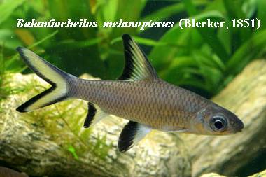 ชื่อสามัญ Silver shark

ชื่อวิทยาศาสตร์ Balantiocheilos  melanopterus  (Bleeker, 1851)

ลักษณะทั