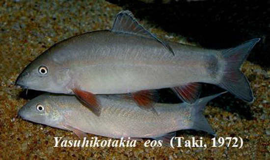วงศ์ปลาหมูไทย (อังกฤษ: Loache; วงศ์: Cobitidae) เป็นวงศ์ปลาน้ำจืดในอันดับ Cypriniformes จัดเป็นปลาขน