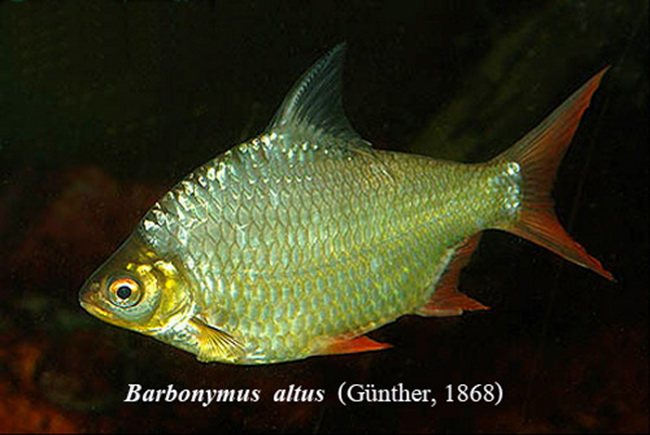 ชื่อสามัญ  Red tail หรือ Tinfoil barb 

 ปลาตะเพียนทอง 
ชื่อวิทยาศาสตร์ Barbonymus  altus  (G&uum