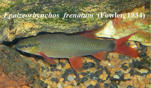 ปลากาแดง

ชื่อสามัญ Rainbow sharkminnow 

ชื่อวิทยาศาสตร์ Epalzeorhynchos  frenatum  (Fowler, 19