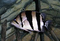 ปลาเสือตอ
ชื่อสามัญ  Tiger fish , Siamess tigerfish , Gold datnoid 

ชื่อวิทยาศาสตร์  Datnioides 