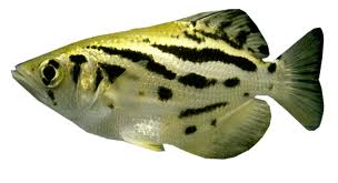 ปลาเสือพ่นน้ำ

ชื่อสามัญ  Archer fish

 ชื่อวิทยาศาสตร์ Toxotes  chatareus  (Hamilton, 1822)

